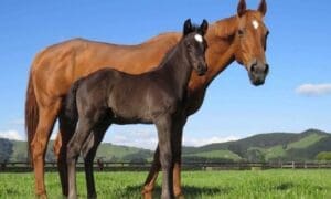 Broodmares Horses for Loan Uk